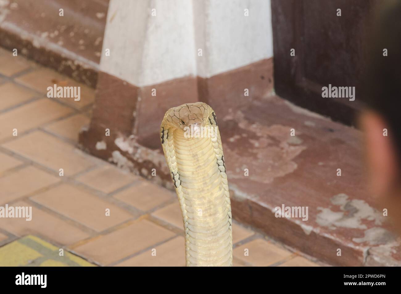 Re cobra sta alzando la testa. Il re cobra è il serpente velenoso più lungo del mondo. Foto Stock