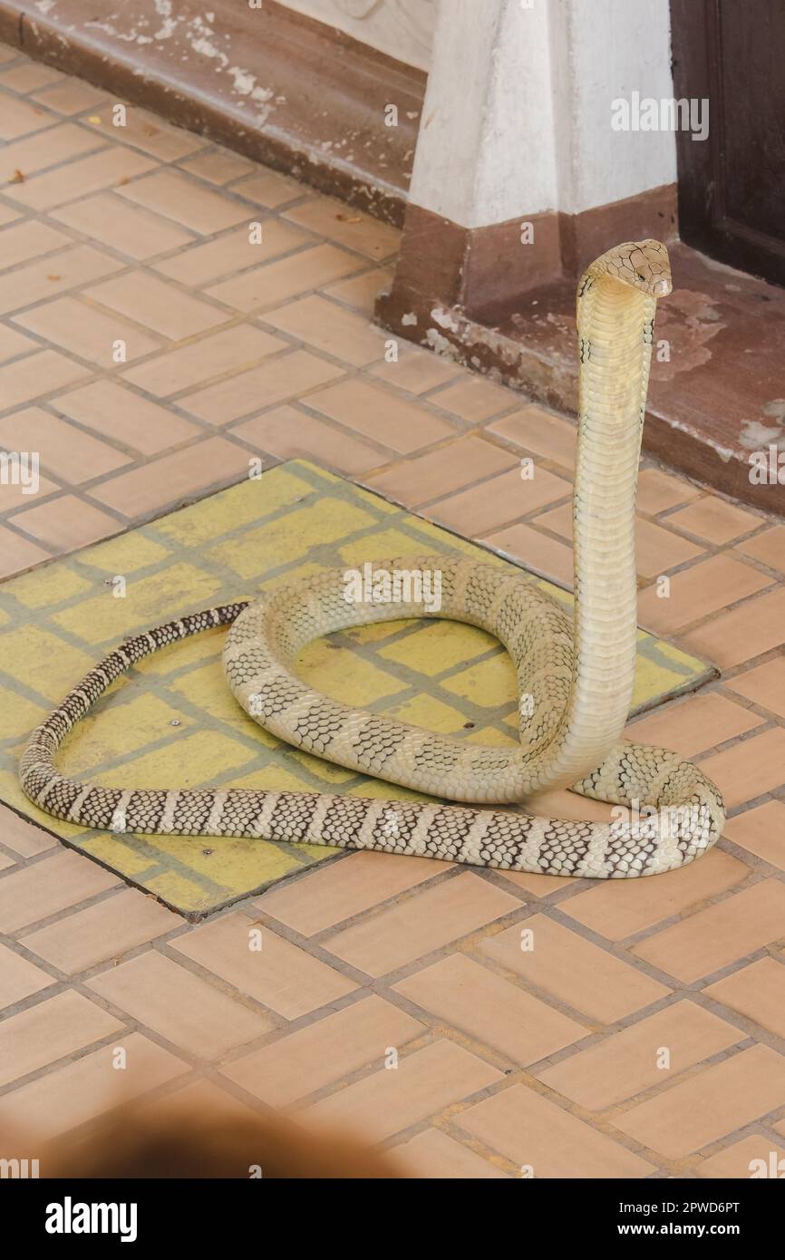 Re cobra sta alzando la testa. Il re cobra è il serpente velenoso più lungo del mondo. Foto Stock