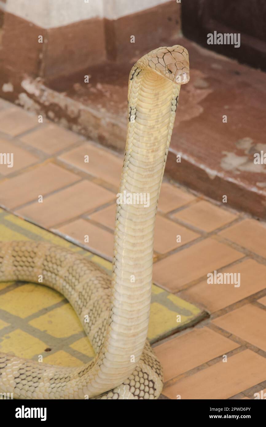 Re cobra sta alzando la testa. Il re cobra è il serpente velenoso più lungo del mondo. Foto Stock