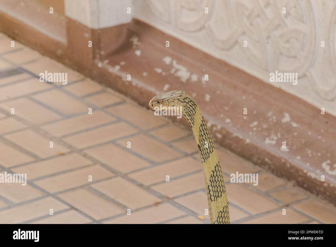 Re cobra sta alzando la testa. Il re cobra è il serpente velenoso più lungo del mondo. Foto Stock