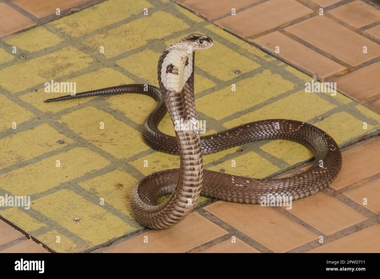 Cobra è sul pavimento è un serpente di medie dimensioni c'è un veleno serio. Foto Stock