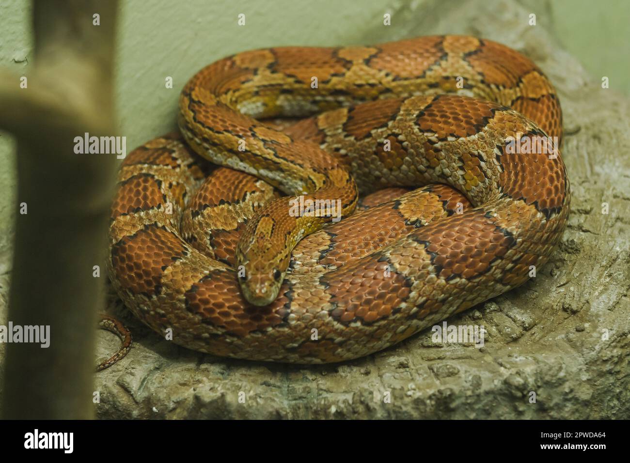 Il serpente di mais sulla roccia è un serpente che è stato popolare per elevare i colori bei Foto Stock