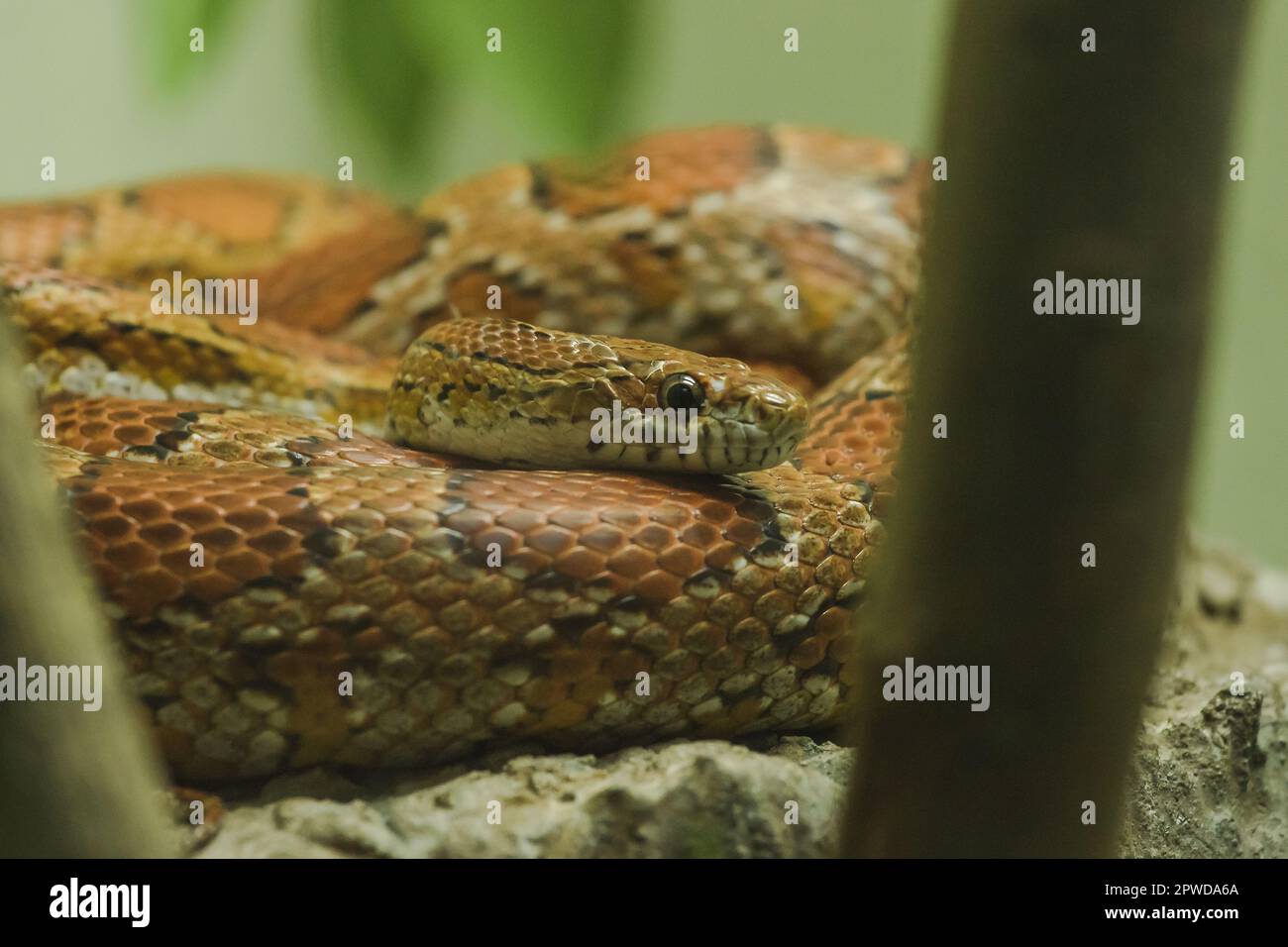 Il serpente di mais sulla roccia è un serpente che è stato popolare per elevare i colori bei Foto Stock