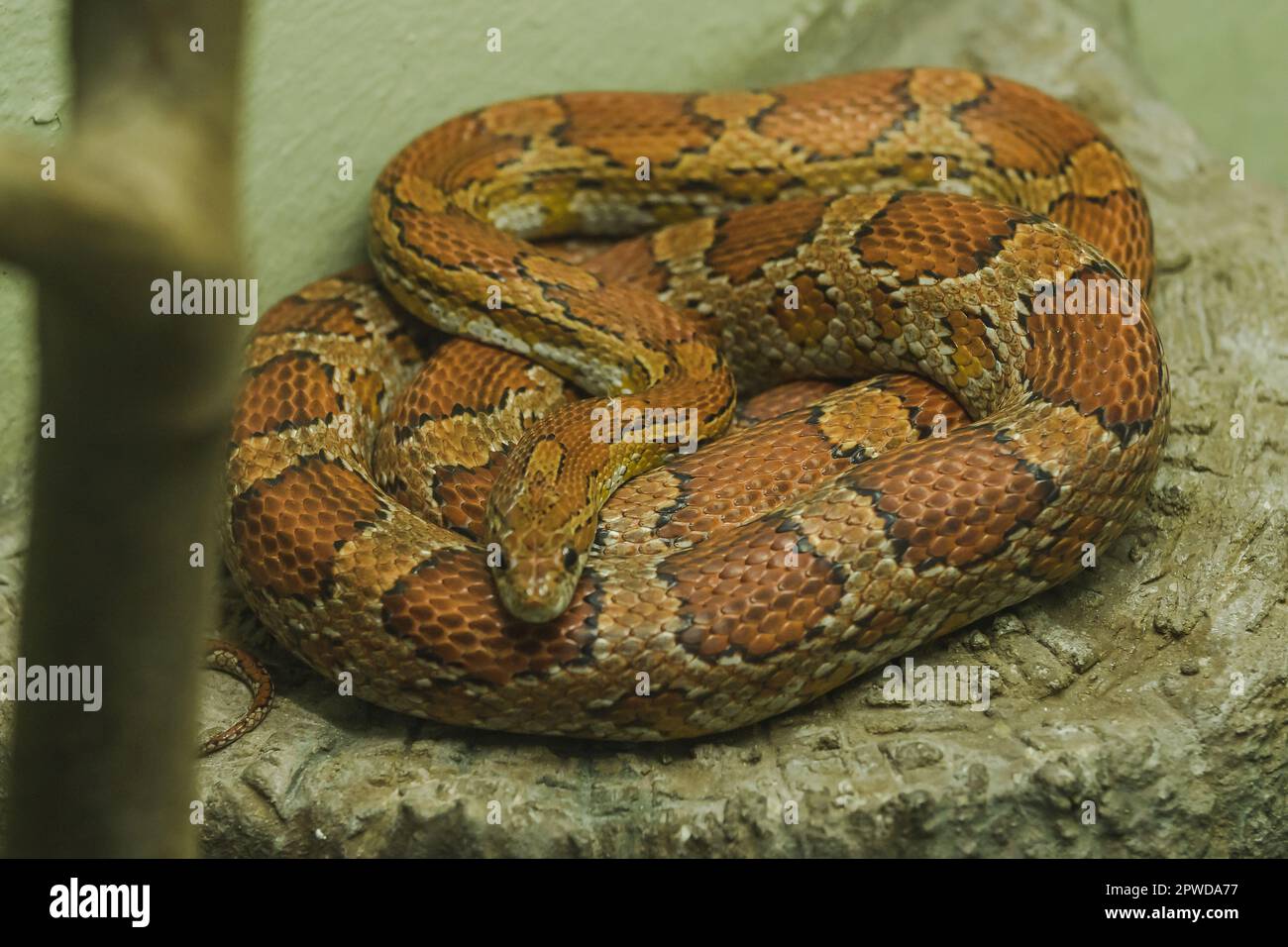 Il serpente di mais sulla roccia è un serpente che è stato popolare per elevare i colori bei Foto Stock