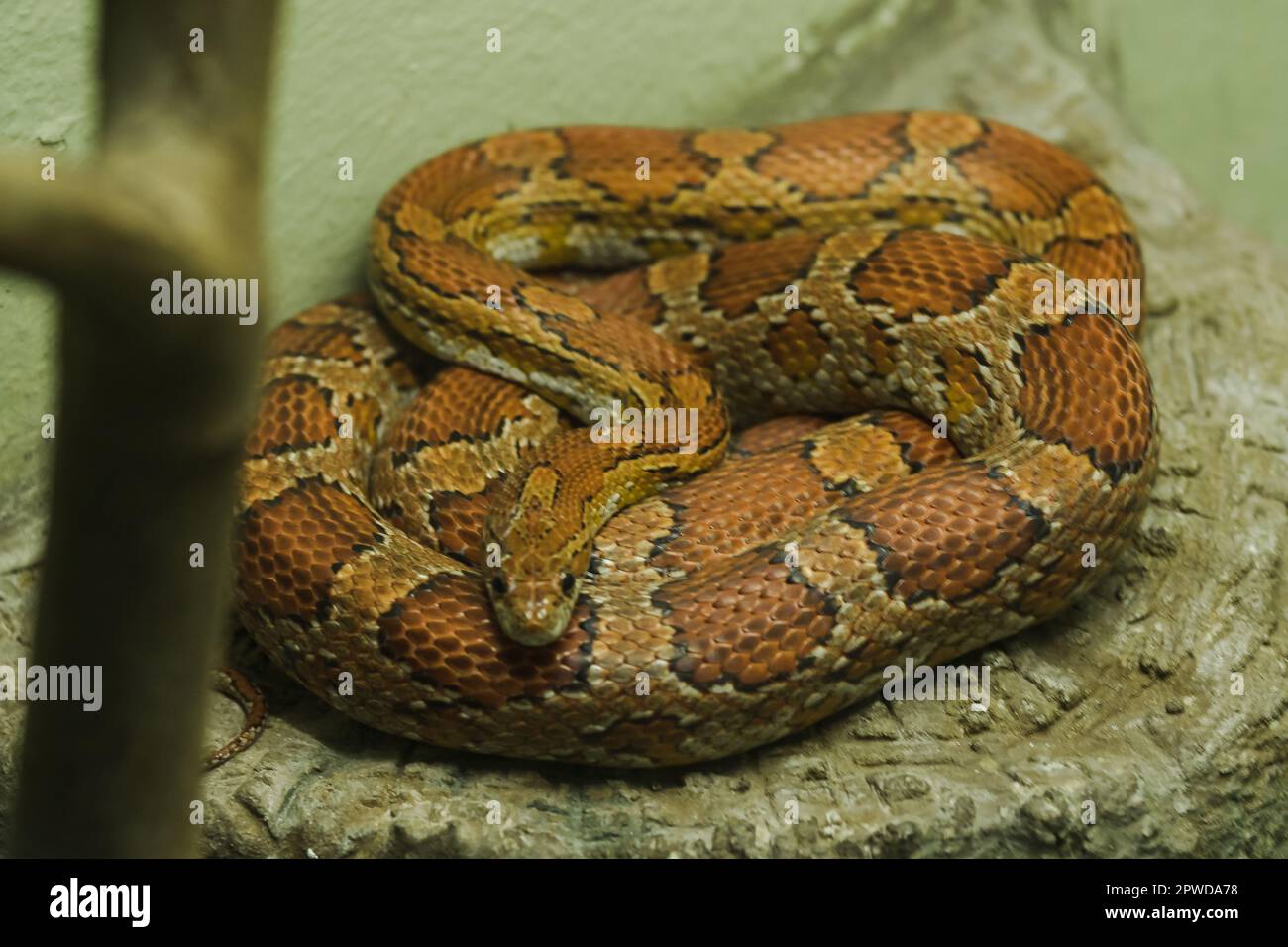 Il serpente di mais sulla roccia è un serpente che è stato popolare per elevare i colori bei Foto Stock