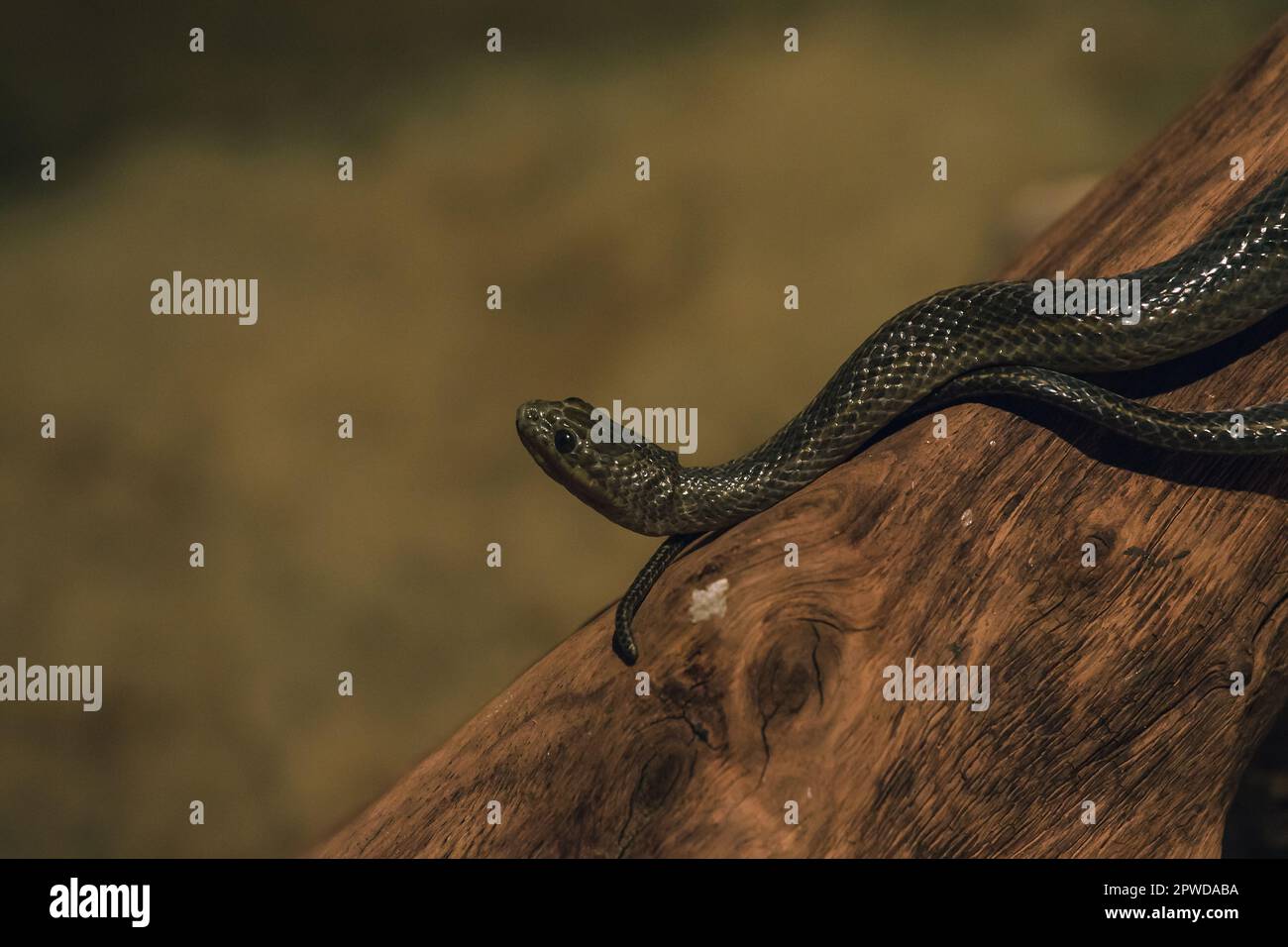 Enidris enidris è un piccolo tipo di serpente velenoso che vive principalmente in acqua. Foto Stock