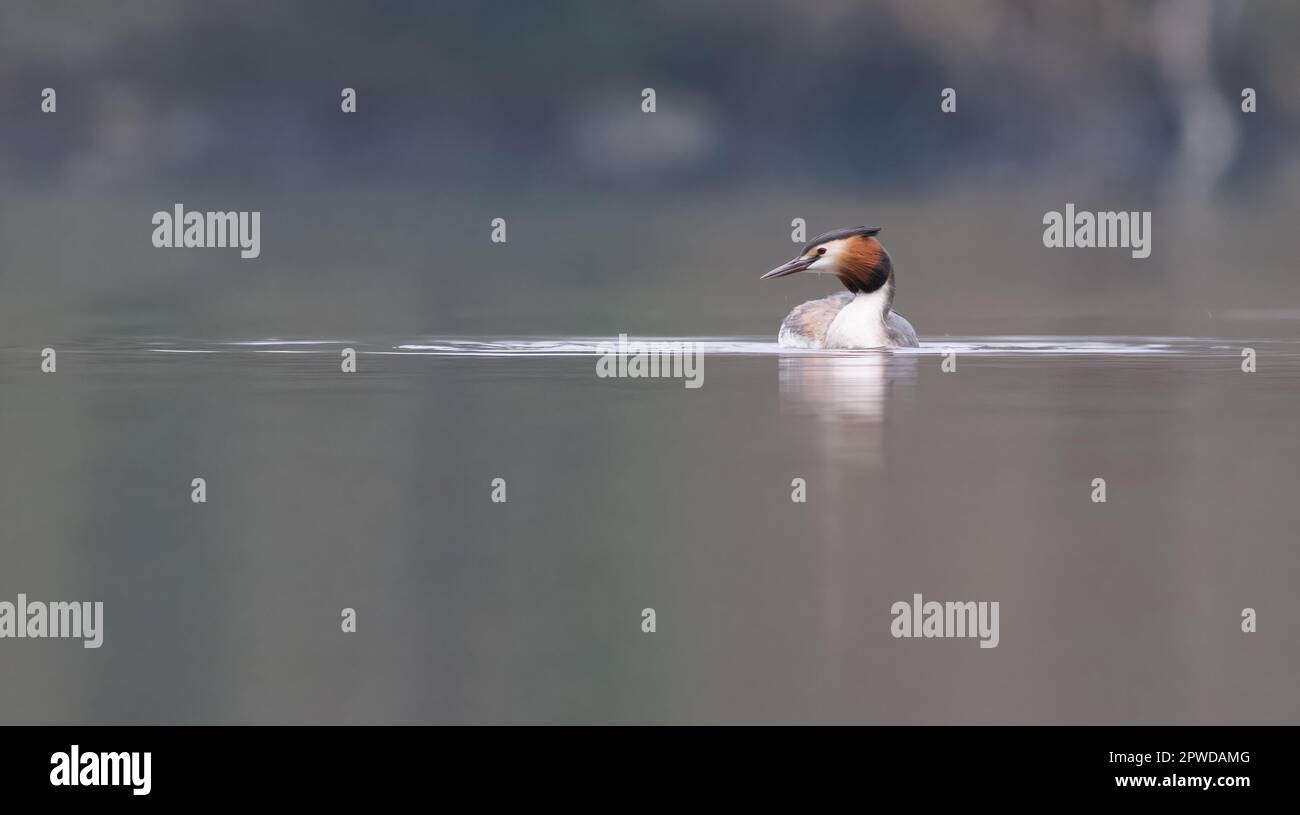 Grande grebe crested [ Podiceps cristatation ] sul lago la mattina molto misty Foto Stock