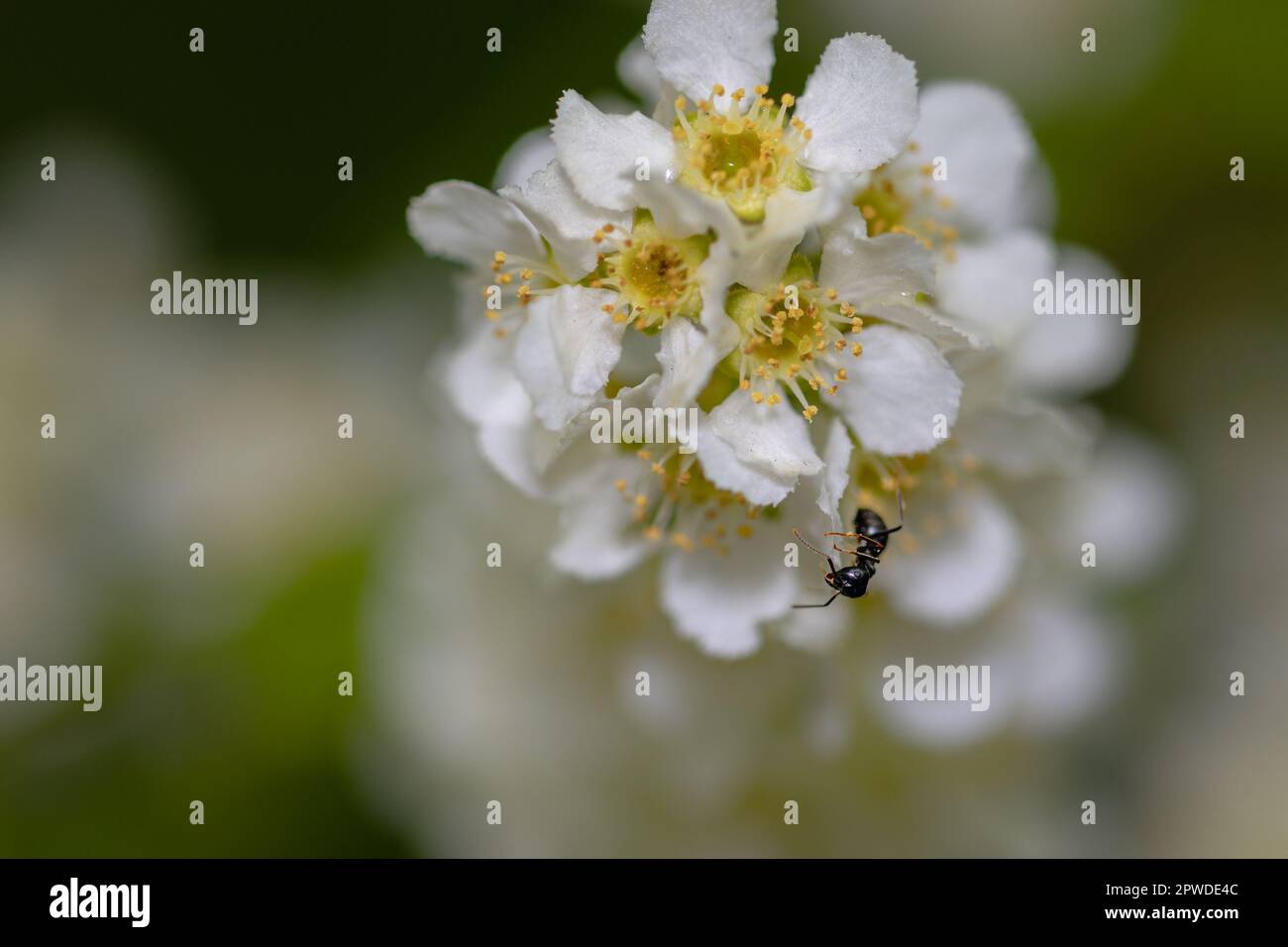 Primo piano di una formica nera su un fiore bianco. Foto Stock