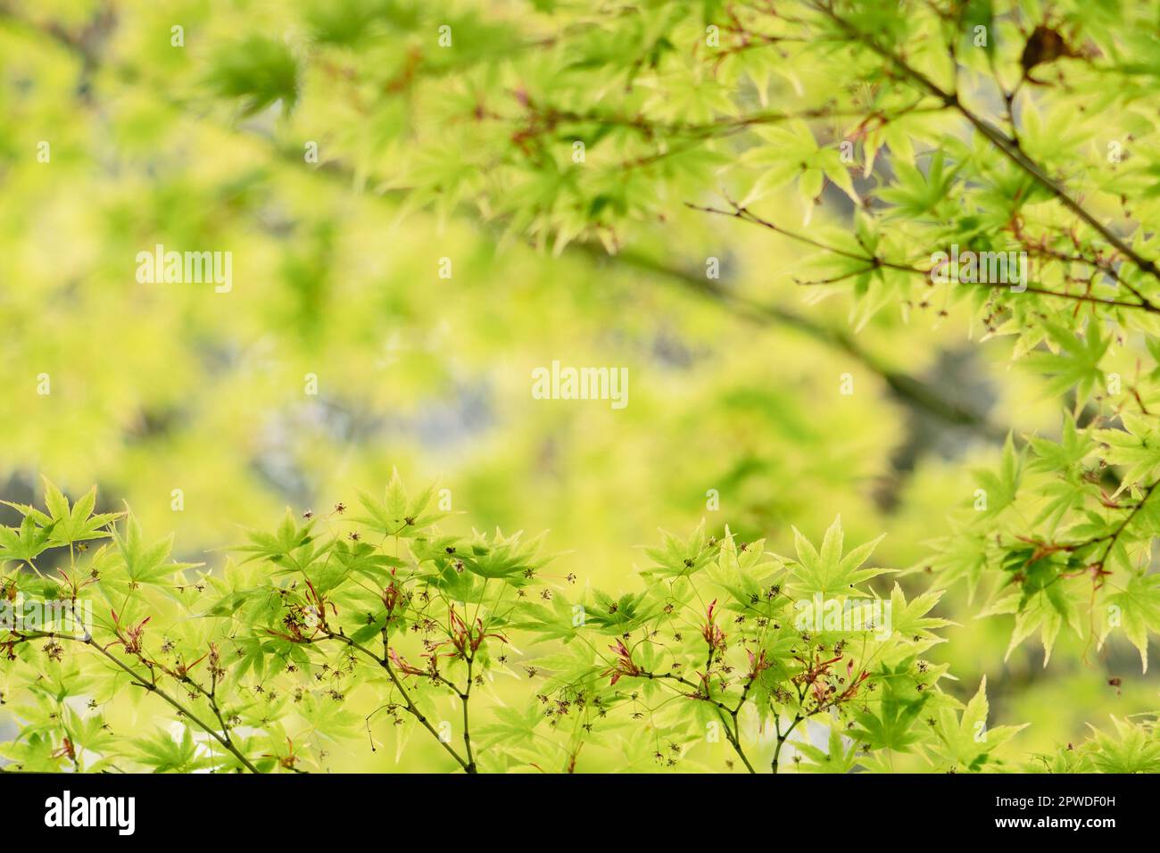 Belle lave verdi di un Acer palmatum, comunemente noto come acero giapponese o albero di acero palmate in primavera con sfondo sfocato Foto Stock