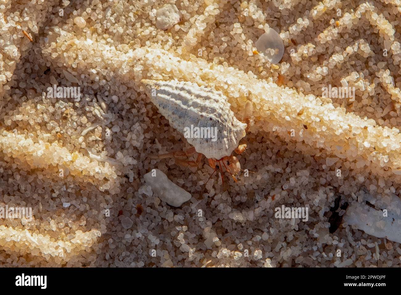 Hermit Crab on Beach a Jalandal, Kimberley Coast, WA, Australia Foto Stock
