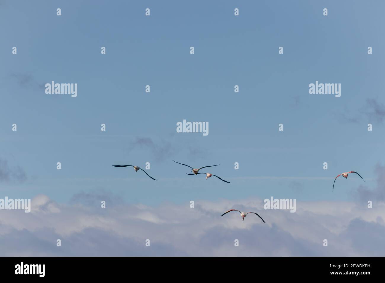 Uccelli reali che volano nel cielo blu sopra le nuvole. Spazio di copia. Foto Stock