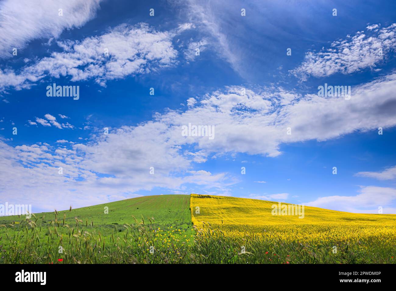Primavera: collina con fiori gialli sovrastata da nuvole in Puglia, Foto Stock