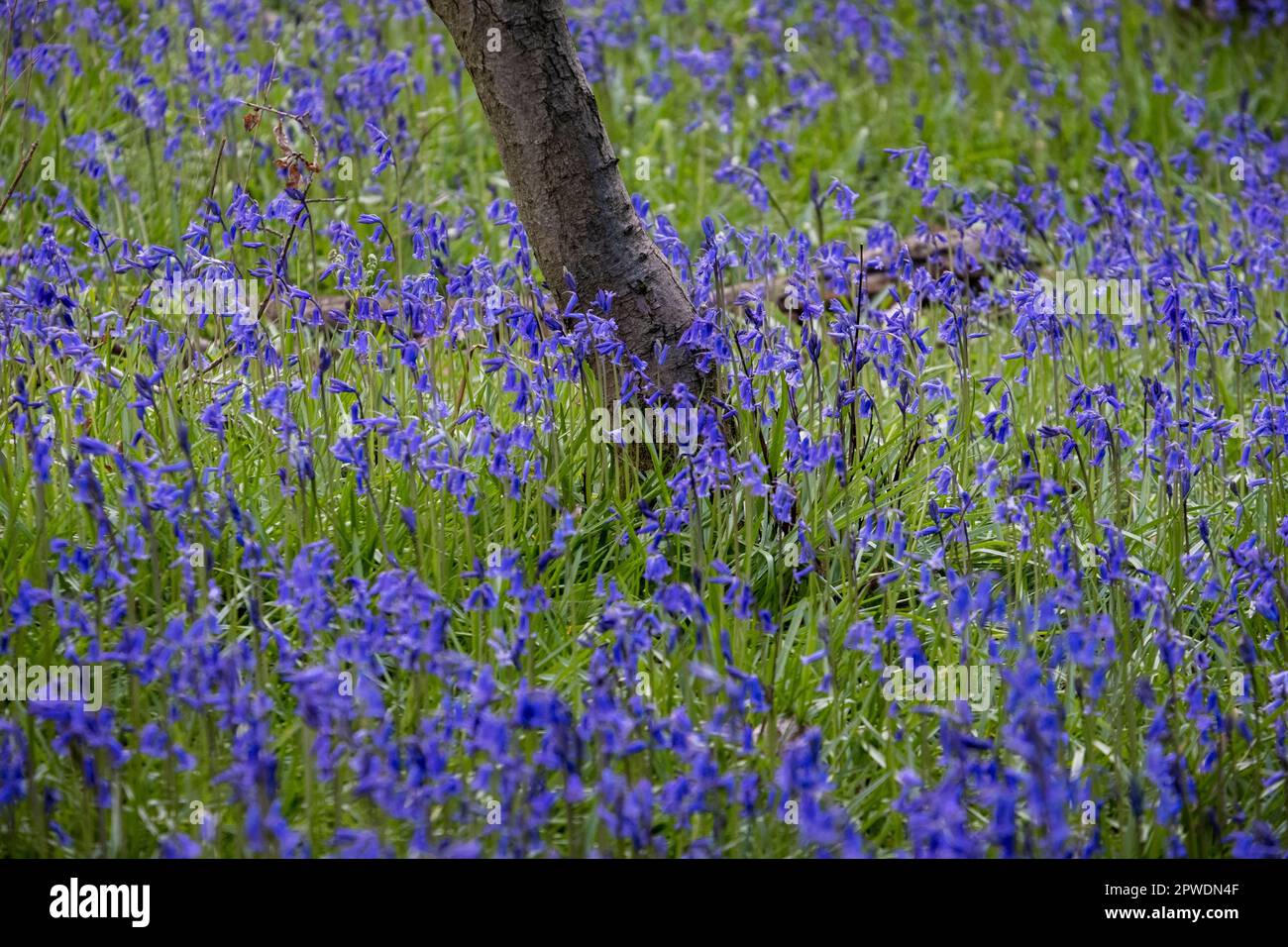 Un tappeto di fiori Spring Bluebell in legno, Warwickshire, Inghilterra. Foto Stock