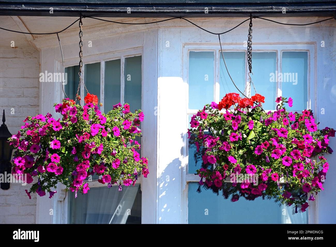 Belle fuchsias in cestini appesi sulla parte anteriore di un edificio lungo il lungomare, Sidmouth, Devon, Regno Unito, Europa Foto Stock
