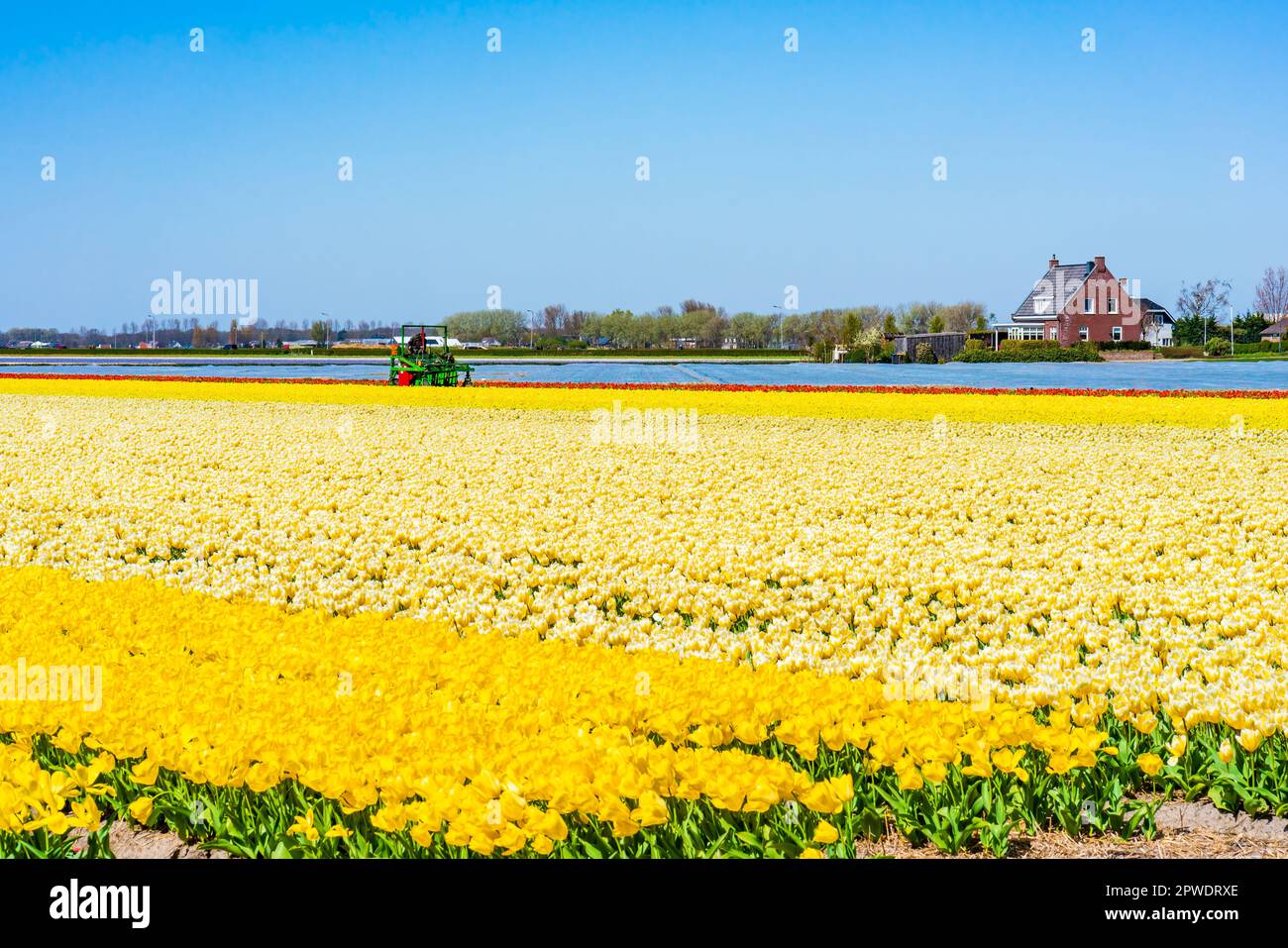 Coltivatore su una macchina di mietitrebbia raccoglie tulipani fiorenti su un campo in Lisse. Olanda Foto Stock