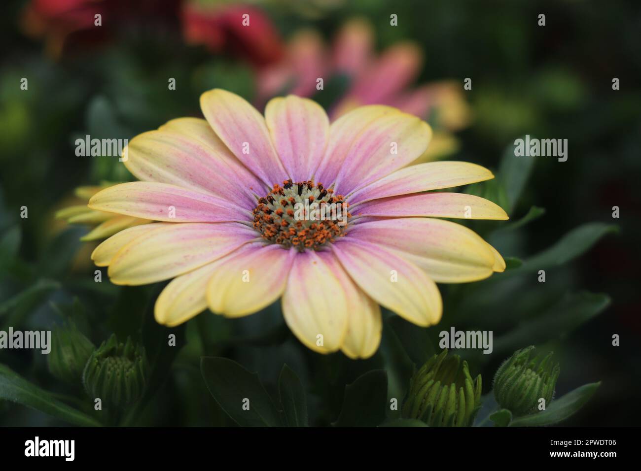 Fiori da giardino giallo Dimorphotheca ecklonis. Fioritura Cape marguerite o la margherita del fiume Van Staden Foto Stock