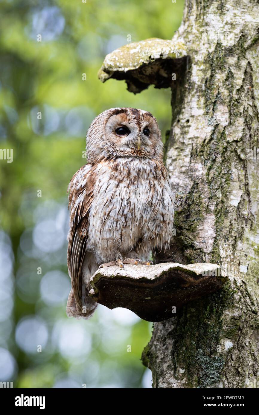 Gufo Tawny Foto Stock