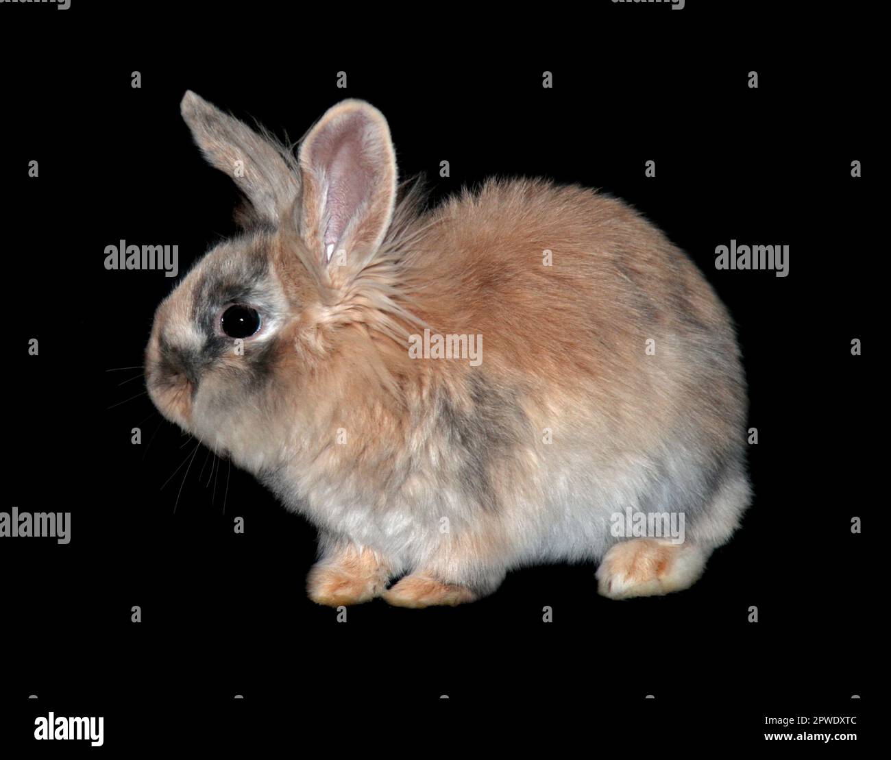 Mini leone leone coniglio Buck giovane Foto Stock