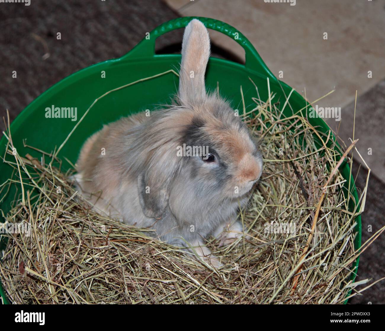 Mini leone leone coniglio Buck giovane Foto Stock