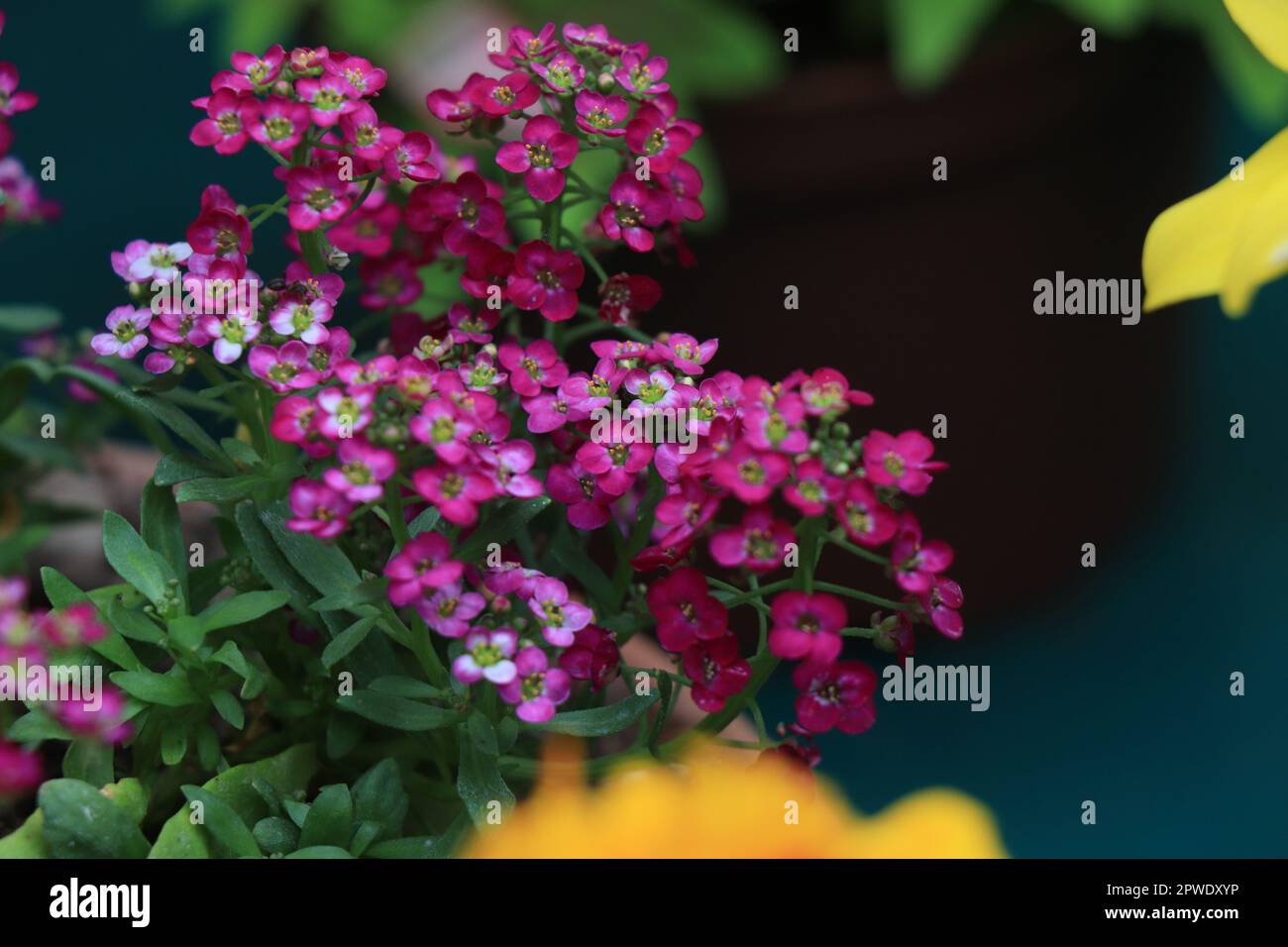 Fioritura di fiore rosa Lobularia maritima Foto Stock