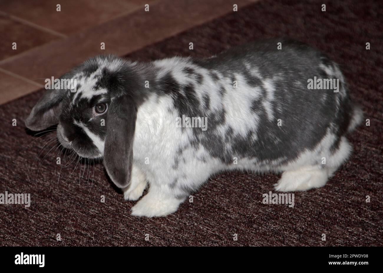 Minilop Rabbit Doe Foto Stock