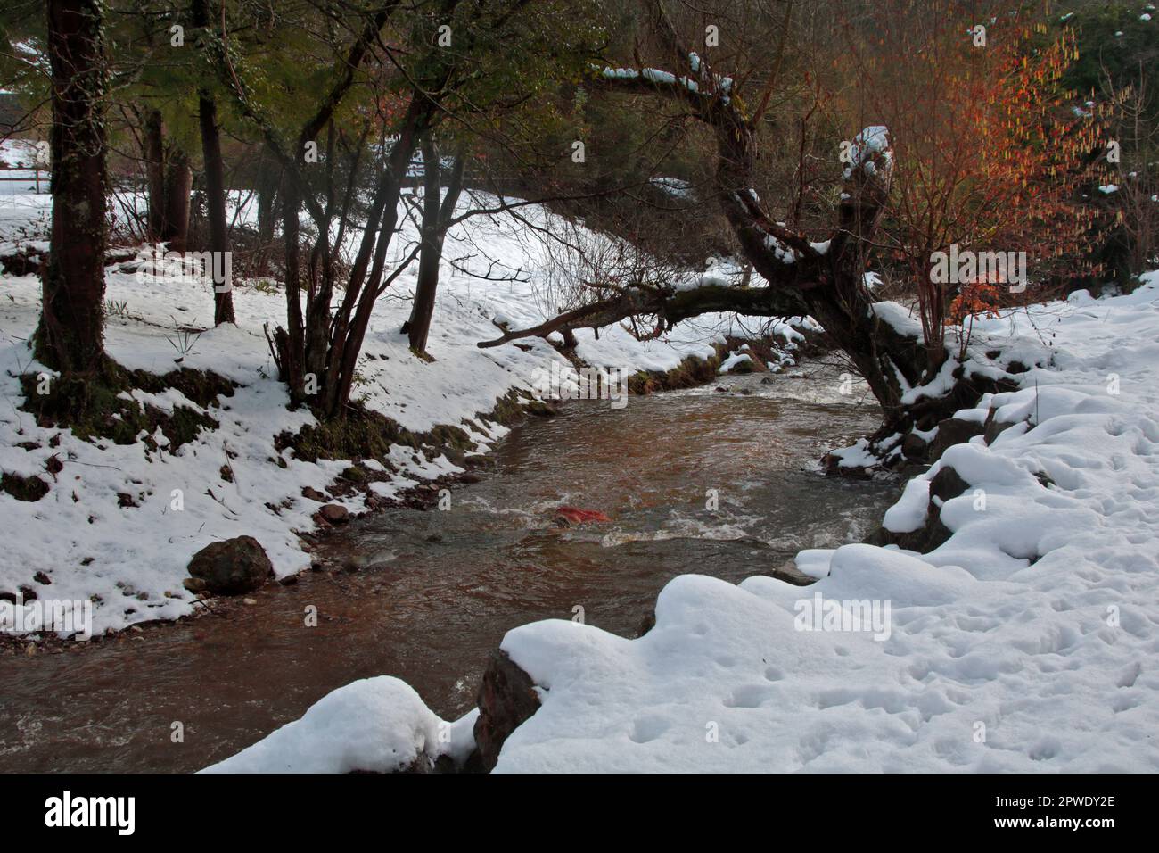 Neve sul fiume Clywedog, Nant Mill Woods, Coedpoeth, Galles Foto Stock