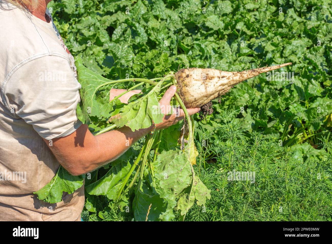 L'agricoltore tiene nelle sue mani un grosso frutto di barbabietole da zucchero in un settore agricolo. Controllo della maturazione e mietitura, Foto Stock