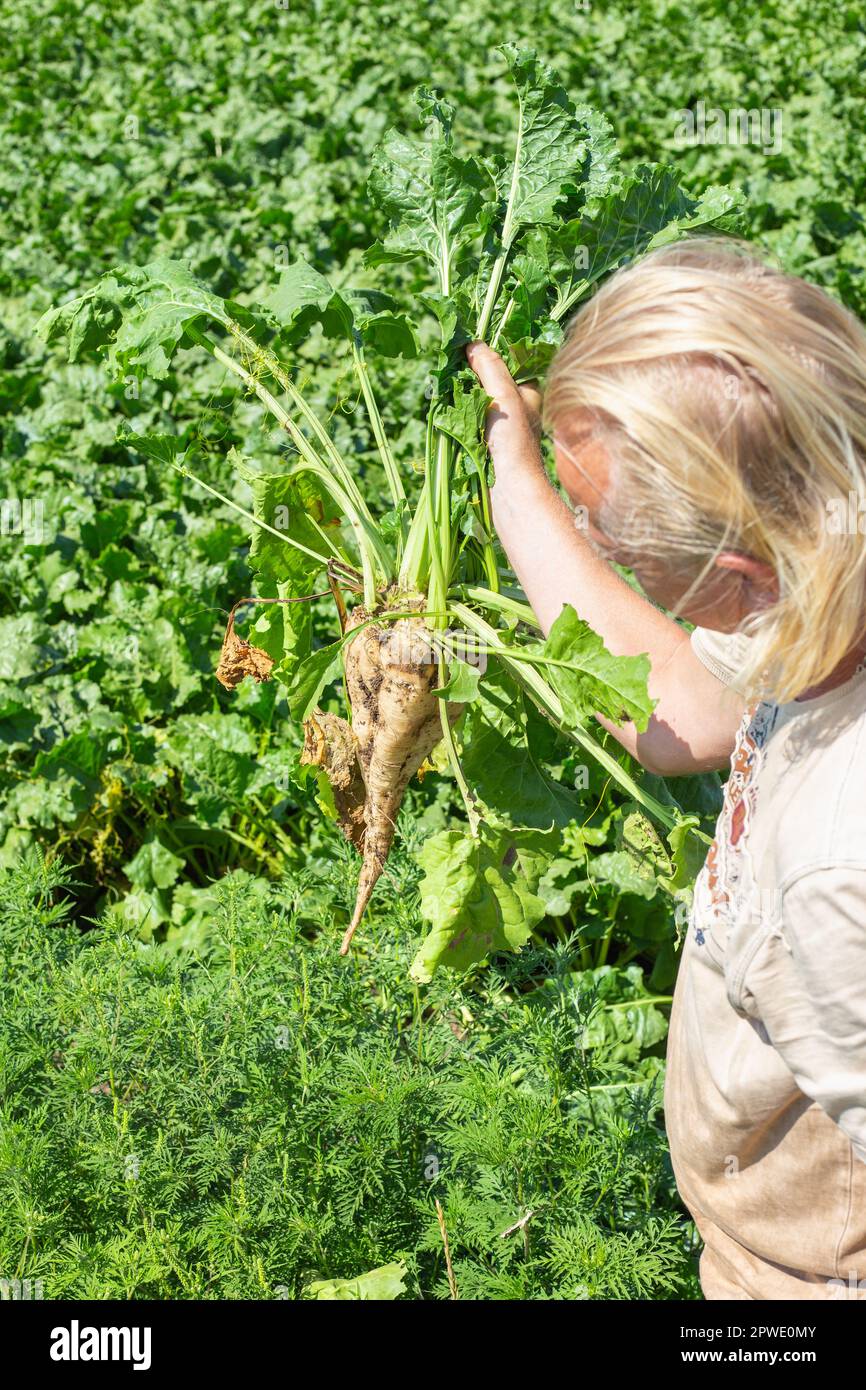 L'agricoltore tiene nelle sue mani un grosso frutto di barbabietole da zucchero in un settore agricolo. Controllo della maturazione e mietitura, Foto Stock