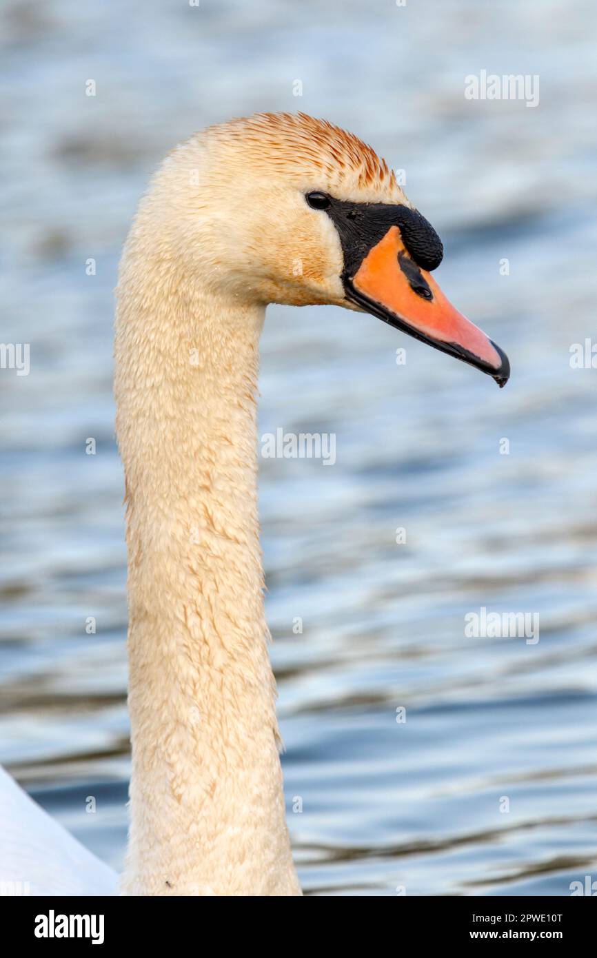 Un cigno muto sul fiume Great Ouse nell'Ely Cambridgeshire in Inghilterra, 2023 Foto Stock