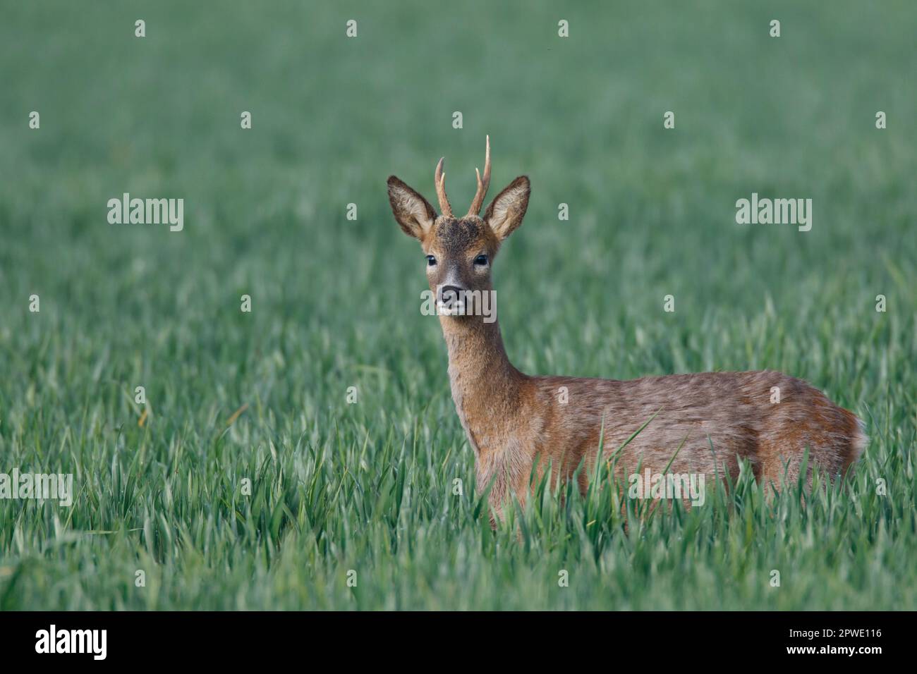 A Roebuck Roe Deer su terreni agricoli a Witchford in Cambridgeshire Inghilterra, maggio 2023 Foto Stock