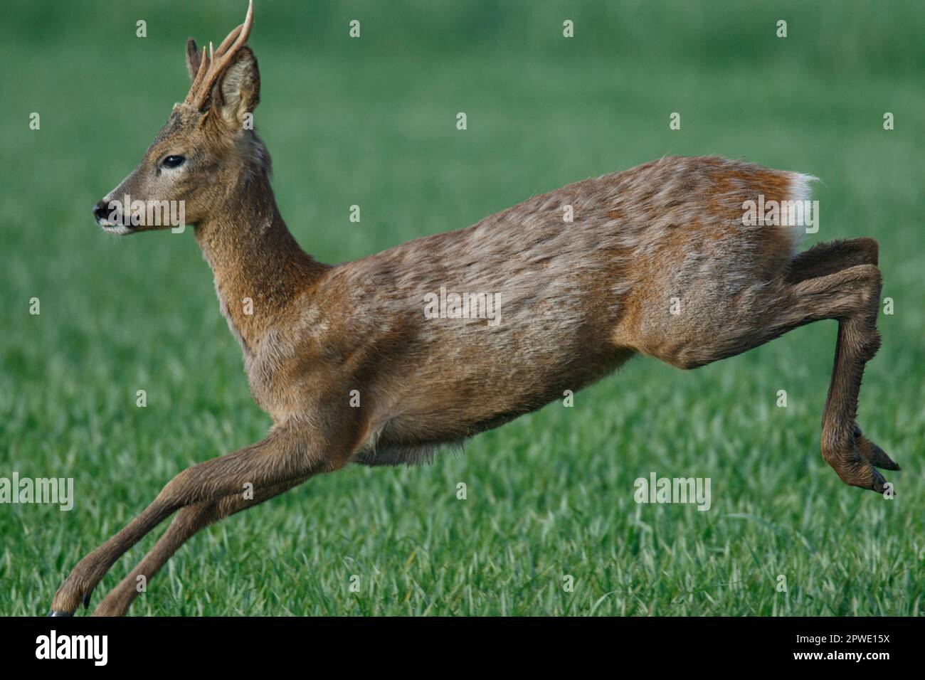 A Roebuck Roe Deer su terreni agricoli a Witchford in Cambridgeshire Inghilterra, maggio 2023 Foto Stock