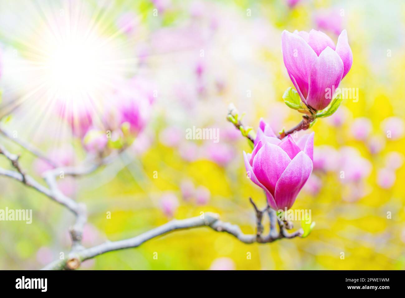 Due fiori di magnolia rosa in fiore brillano ai raggi del sole, adagiati su uno sfondo giallo vibrante catturato in un giardino. L'ar della primavera creativa Foto Stock
