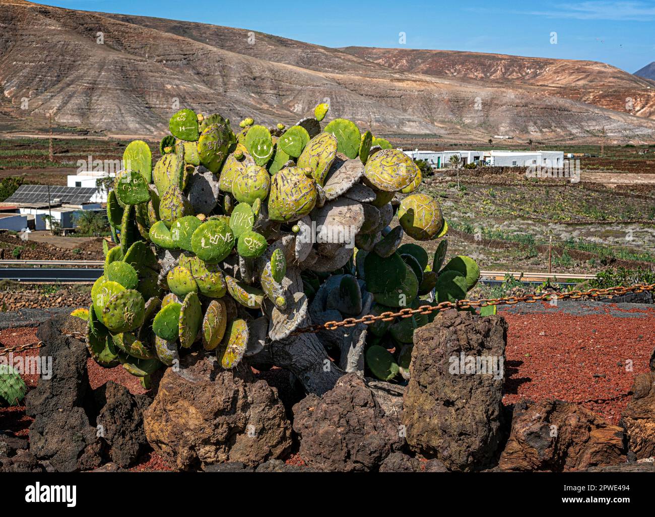Succulents in Jardin De Cactus, Cesar Manrique, Lanzarote, Isole Canarie, Spagna Foto Stock