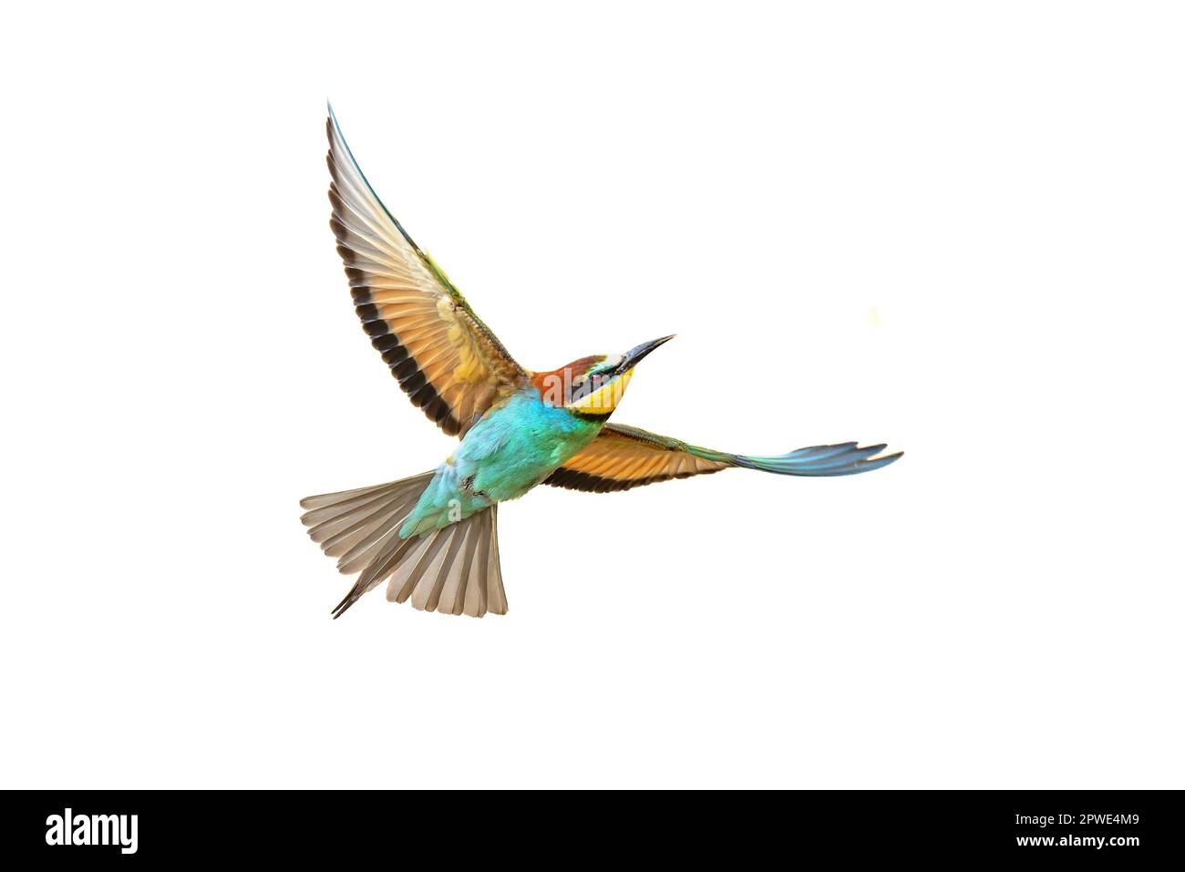 European Bee-Eater (Apiaster Merops) in volo e isolato su sfondo bianco vicino alla colonia di allevamento. Questo uccello viene allevato in Europa meridionale e in parte Foto Stock