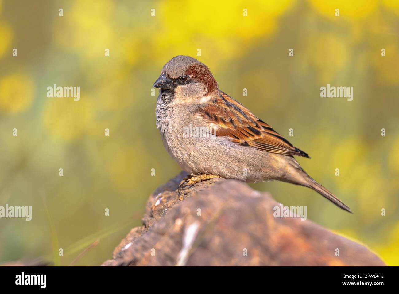 Casa Sparrow (Passer domesticus) arroccato su un tronco con sfondo verde. Questo uccello è un vero e proprio abitante urbano. Fauna selvatica scena della natura in Europa. Foto Stock