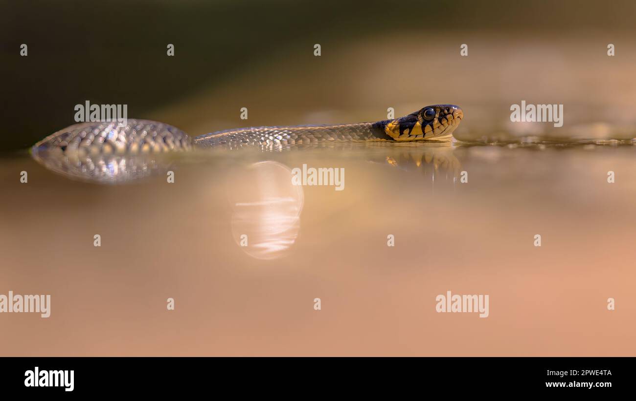Il serpente d'erba (Natrix natrix), a volte chiamato serpente ad anello o serpente d'acqua, è un serpente colubrido eurasiatico semi-acquatico non velenoso. Nuoto a wat Foto Stock