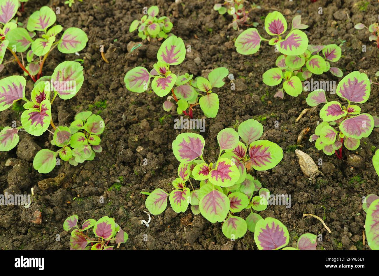 Spinaci rossi immaturi o piante di Amaranthus Dubius che crescono nel cortile Foto Stock