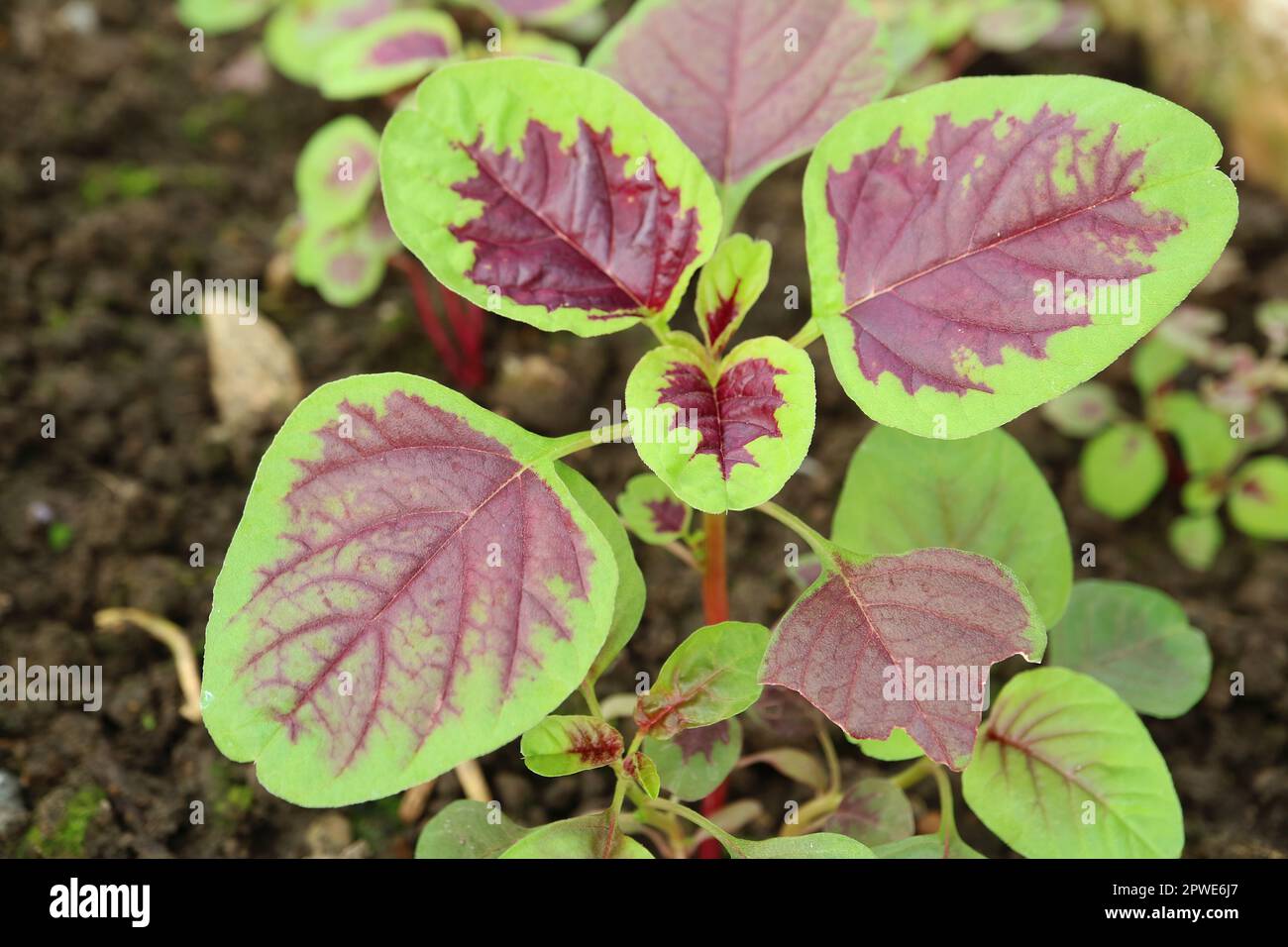Primo piano di piante immature di spinaci rossi o Amaranth rossi che crescono alla luce del sole Foto Stock