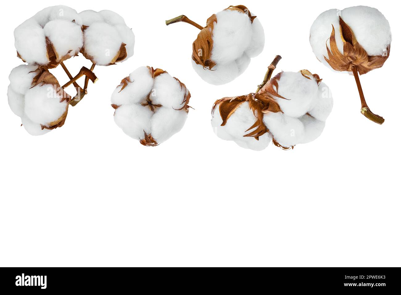 Fiore di pianta di cotone isolato su fondo bianco con profondità di campo piena. Set o raccolta. Vista dall'alto con spazio di copia per il testo Foto Stock