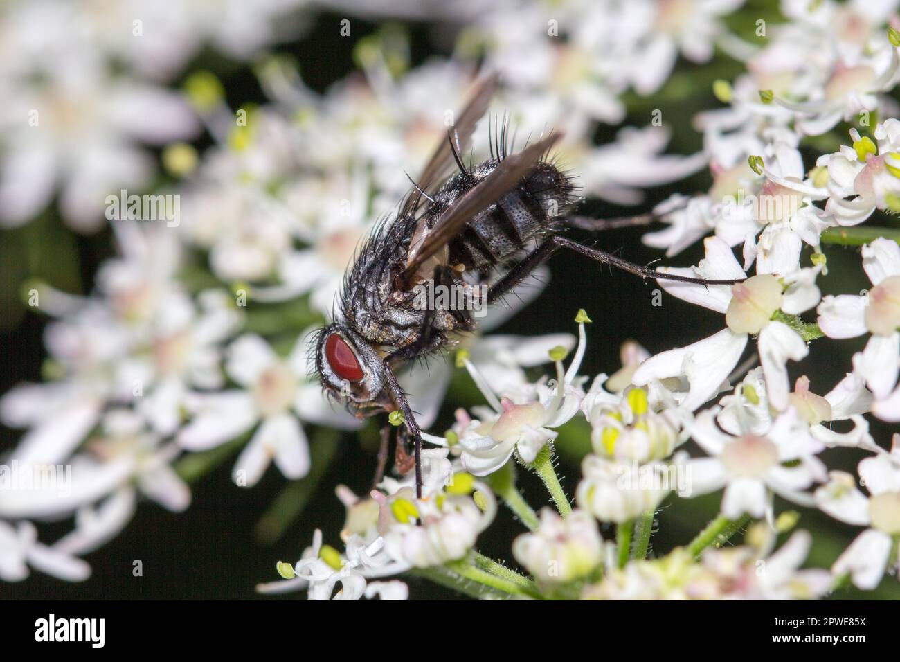 Vola in closup su un fiore bianco. Macro di una mosca con occhi composti rossi. Ad esempio per sfondo, carta da parati, tela, calendario ecc. Foto Stock