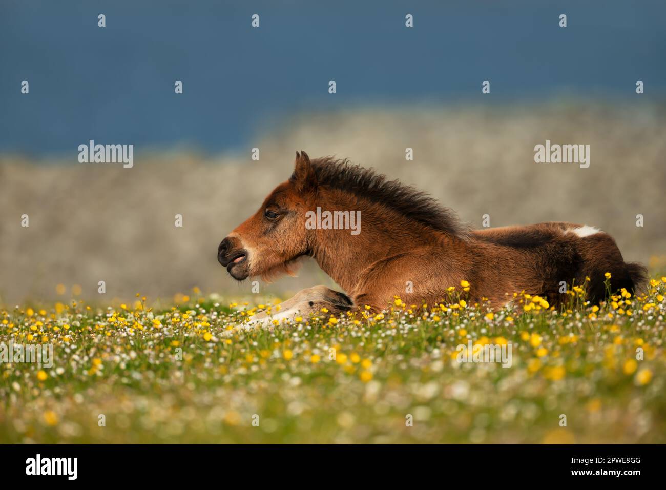 Pony Shetland giacente in prato in estate, isole Shetland, Regno Unito. Foto Stock