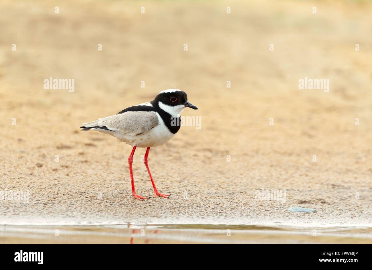 Primo piano di un pied plover (Vanellus cayanus), noto anche come pied lapwing, Pantanal, Brasile. Foto Stock