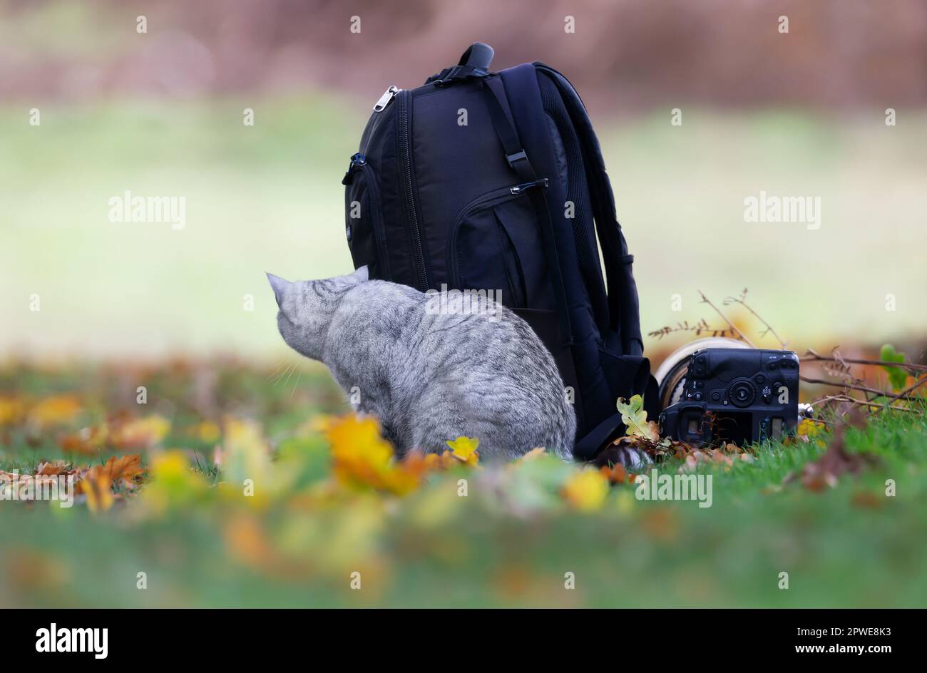 Primo piano di un gatto carino che si nasconde dietro uno zaino. Foto Stock