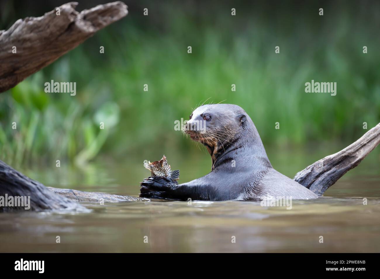 Primo piano di una gigantesca lontra di fiume che mangia un pesce, Pantanal, Brasile. Foto Stock