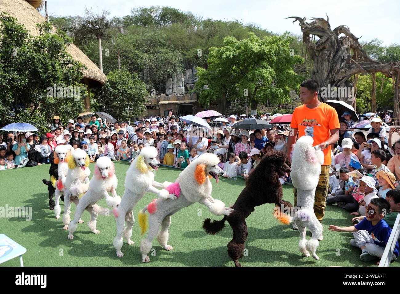 CHONGQING, CINA - 30 APRILE 2023 - i visitatori guardano i cani a una partita di animali a Chongqing, Cina, 30 aprile 2023. Foto Stock