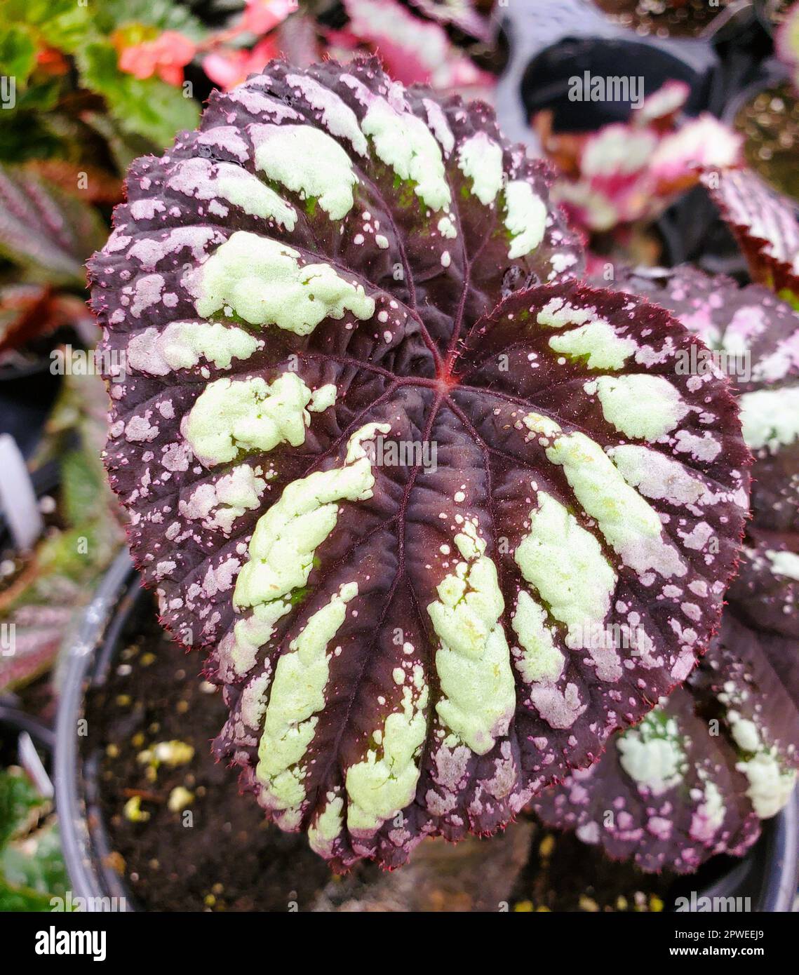La foglia di colore vivace di Begonia Rex Fuochi d'artificio, una pianta annuale Foto Stock