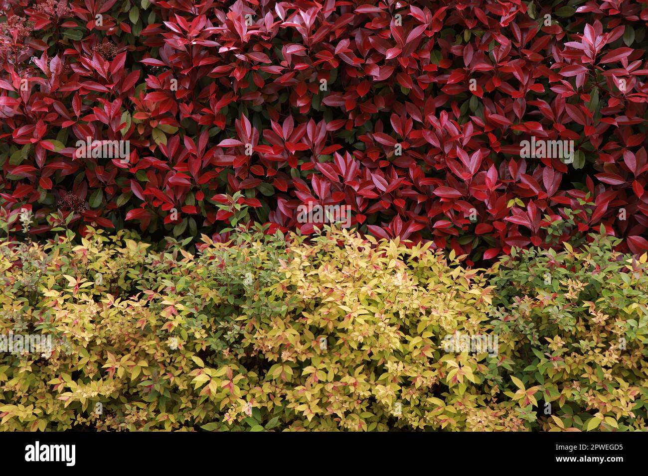 Fotunia Red Robin e Spiraea japonica principessa d'oro Foto Stock