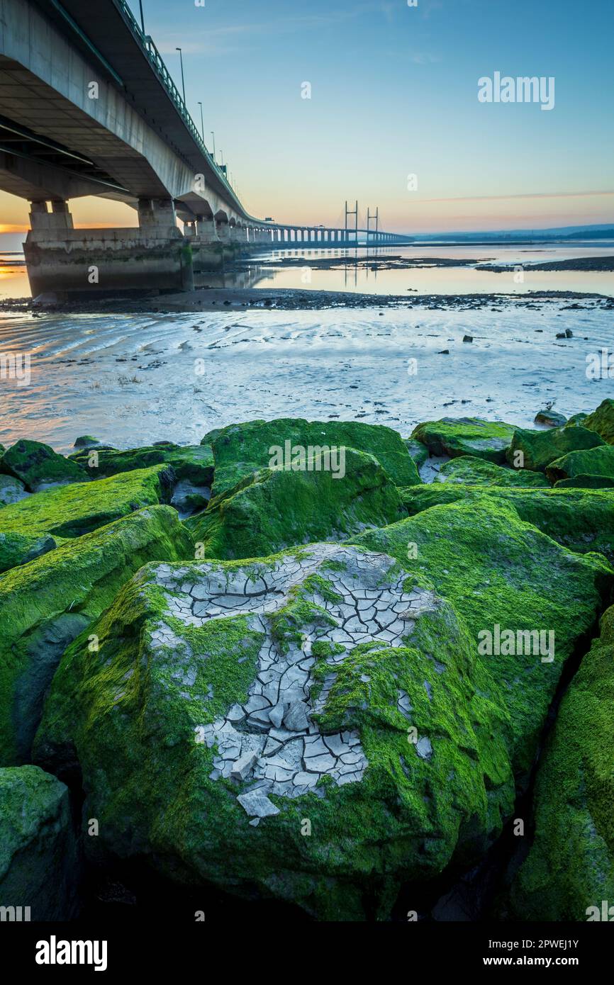 Roccia di prefora con modello di alghe e fango incrinato di fronte al ponte del Principe di Galles (M4) sopra l'estuario di Severn da Severn Beach, South Gl Foto Stock