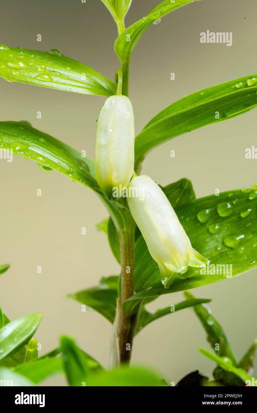 Nana Salomone's Seal, Polygonatum humile, nativo di E. Asia (in coltura). Famiglia Asparagaceae Foto Stock