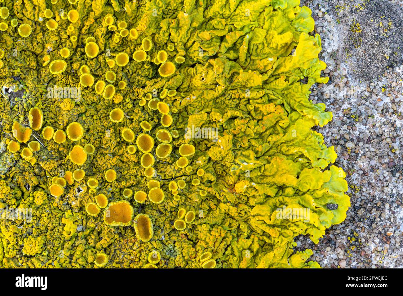 Lichen giallo comune, Xantoria parietina, con apothecia. Un lichene folioso comune sulle rocce costiere, Severn Estuary, Gloucestershire, Inghilterra, Regno Unito Foto Stock